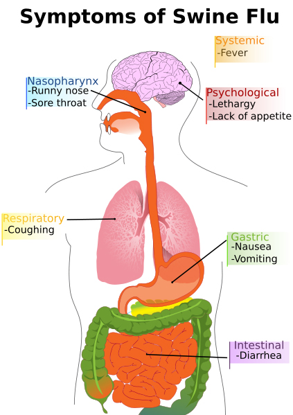 common cold virus diagram. by type A influenza virus